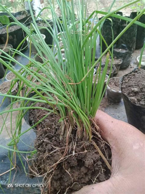 sibujing in english